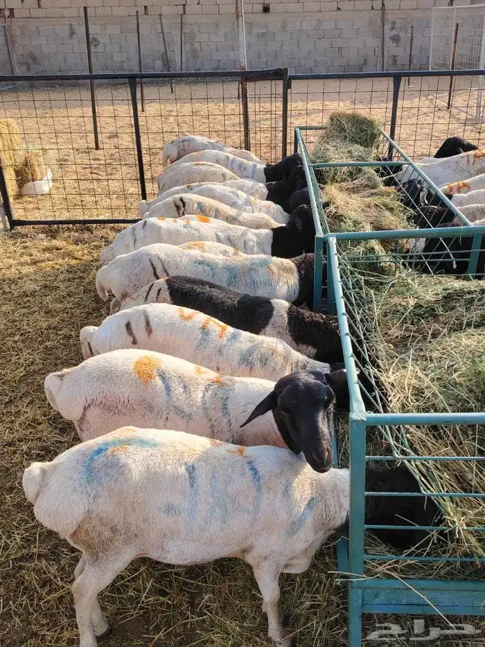 برابر.. تيوس.. جمله وتفريد كميااات وأوزان ما شاء الله 6