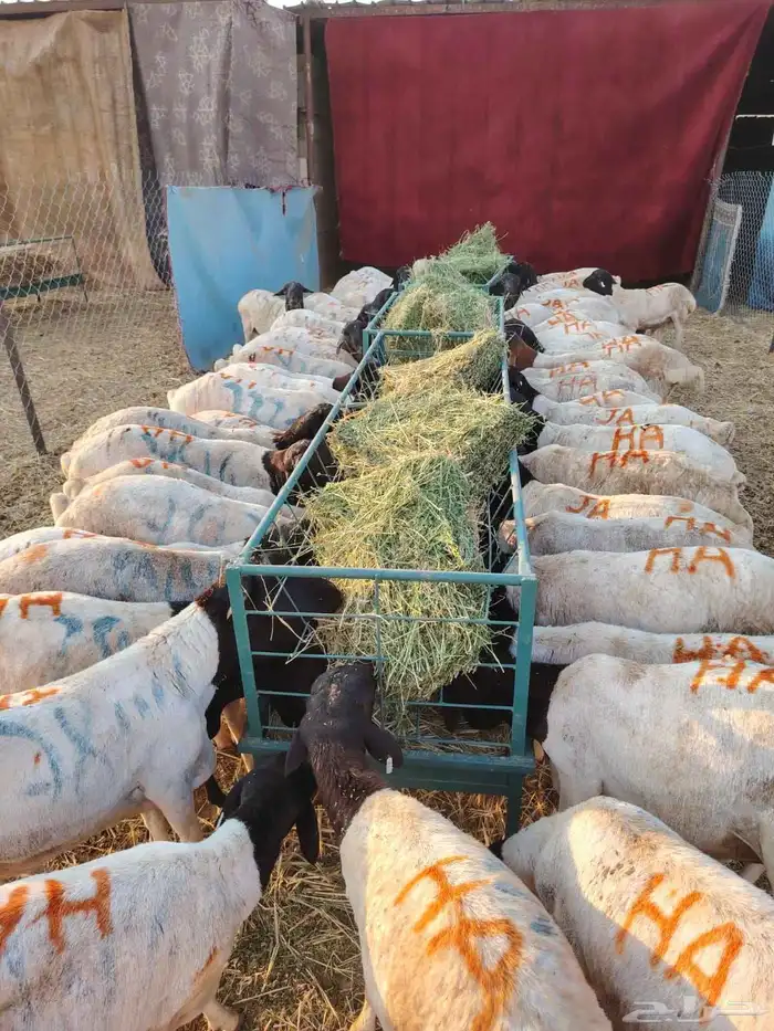 برابر.. تيوس.. حاشي صومالي أوزان كبيره للتفريد والجمله 4