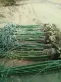 نخيل للبيع 6