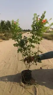 مشتل تنسيق حدائق 9