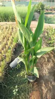 مشتل تنسيق حدائق 6