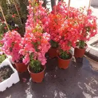 مشتل تنسيق حدائق 4