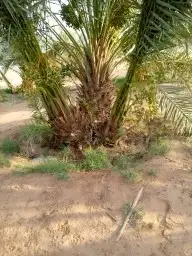 نخل 5