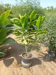 مشتل تنسيق حدائق 7