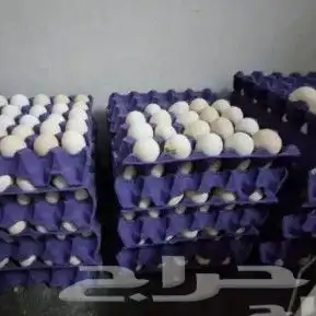 بيض بلدي عضوي 0