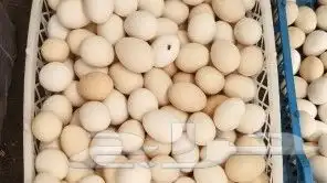 بيض بلدي عضوي 1