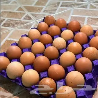 بيض مخصب جميع الانواع 2