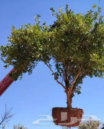 يوجد لدينا زيتون يوسف فندي برتقال ليمون   برتقال بوصره 2