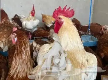 بيض مخصب جميع الانواع 1