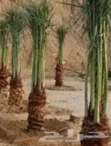 نخل 4