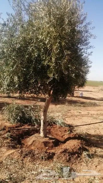 يوجد لدينا زيتون يوسف فندي برتقال ليمون   برتقال بوصره 7