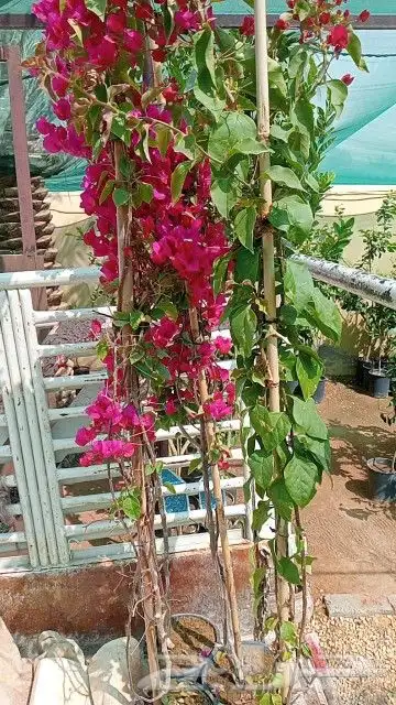 ابو رغد لتنسيق الحدائق وتوريد جميع انواع الاشجار 14