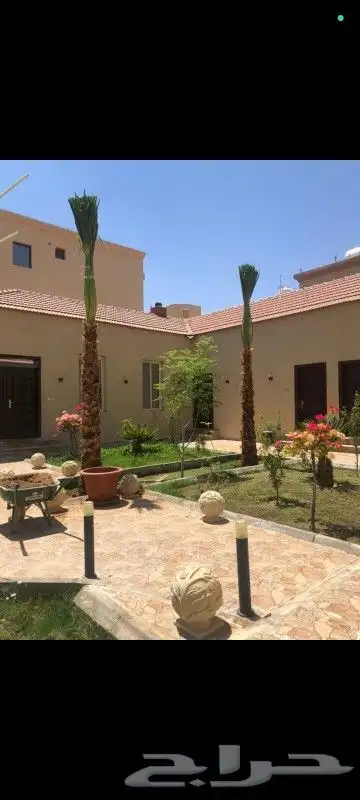 يوجد لدينا زيتون يوسف فندي برتقال ليمون   برتقال بوصره 1