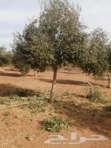 يوجد لدينا زيتون يوسف فندي برتقال ليمون   برتقال بوصره 6