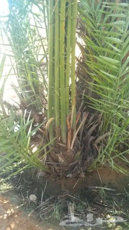 فروخ طيبه 0