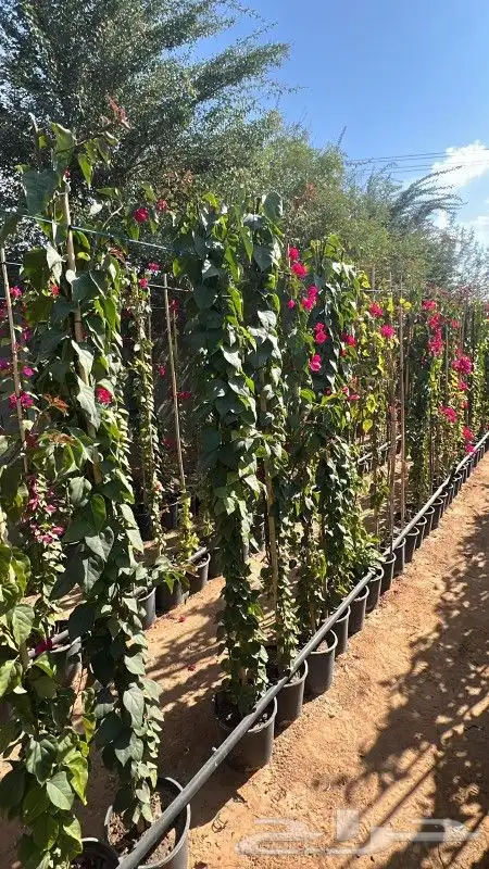 ابو رغد لتنسيق الحدائق وتوريد جميع انواع الاشجار 12