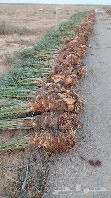 نخيل للبيع 8
