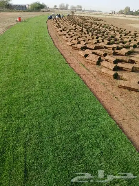 ابو رغد لتنسيق الحدائق وتوريد جميع انواع الاشجار 20