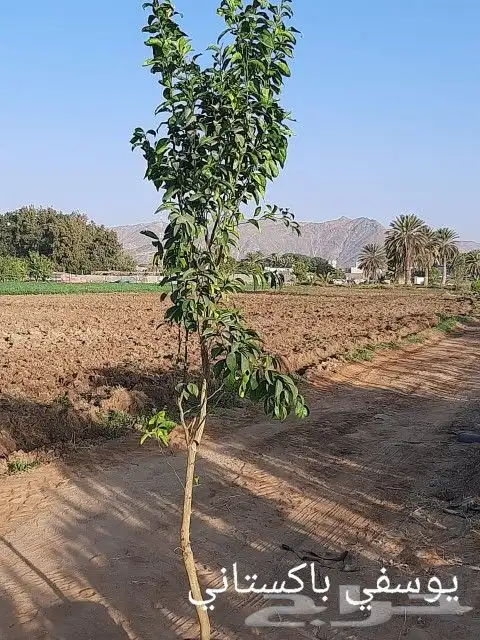 ابو رغد لتنسيق الحدائق وتوريد جميع انواع الاشجار 17