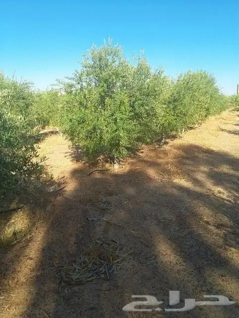 يوجد لدينا زيتون يوسف فندي برتقال ليمون   برتقال بوصره 9