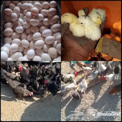 بيض مخصب للبيع 0