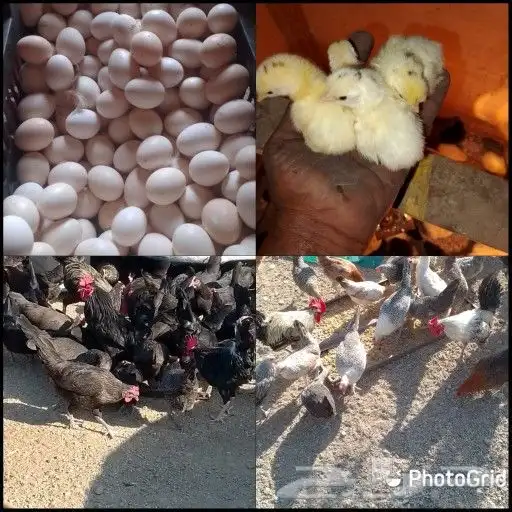 بيض مخصب للبيع 0