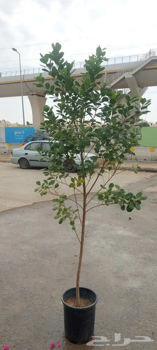 تنسيق حدائق 0