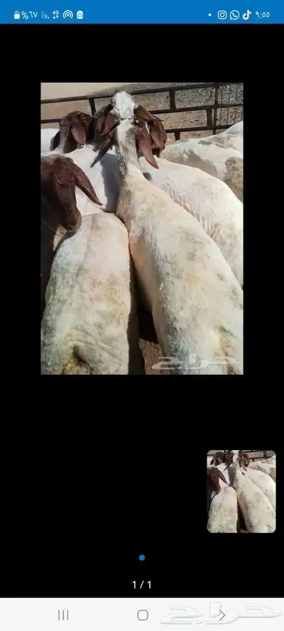 ورشة قصاص غنم 0