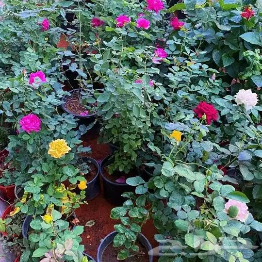 زهور واشجار منوعه 9