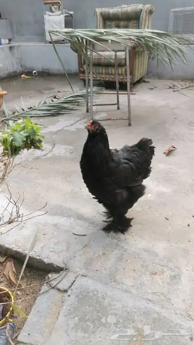 للبيع دجاجه وحده براهما مستوى 0
