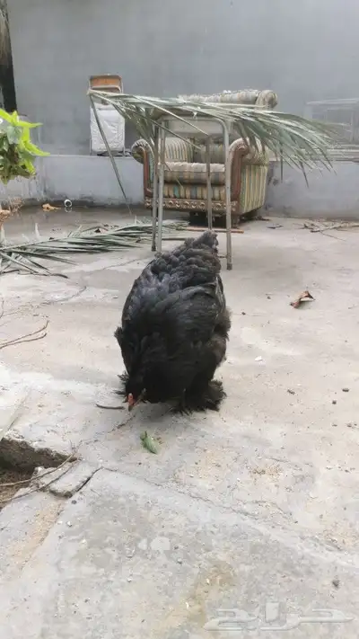 للبيع دجاجه وحده براهما مستوى 1