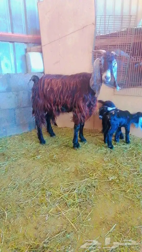 معزه 1