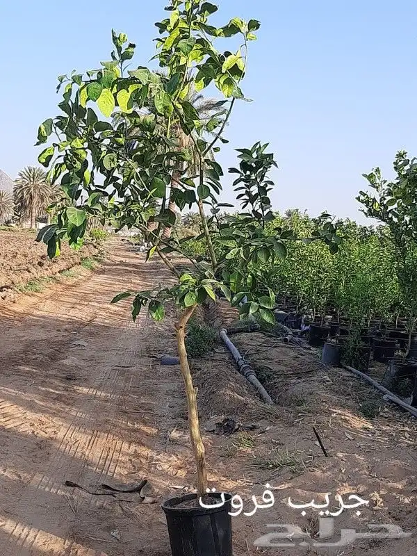 ابو رغد لتنسيق الحدائق وتوريد جميع انواع الاشجار 15