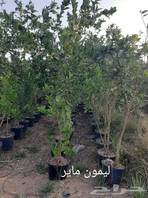 ابو رغد لتنسيق الحدائق وتوريد جميع انواع الاشجار 16