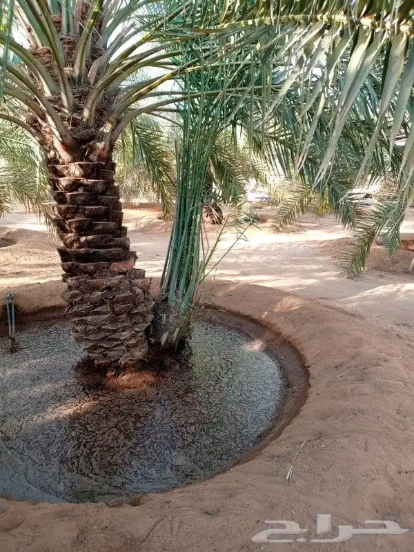 نخيل للبيع 7