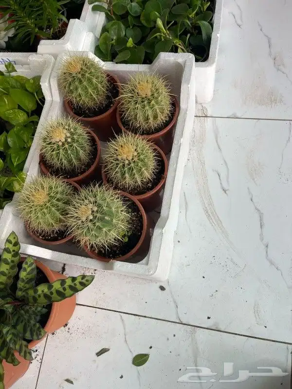 مشتل وتنسيق حدائق بالدمام 3
