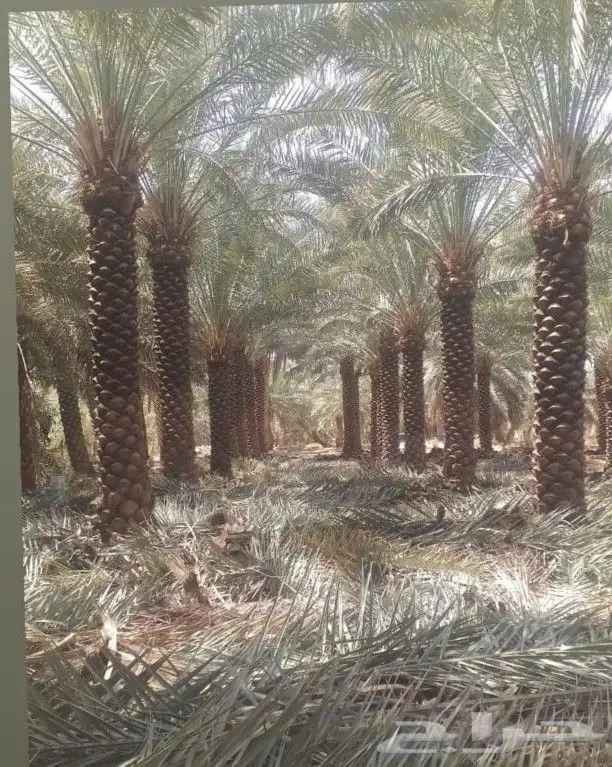 ابو رغد لتنسيق الحدائق وتوريد جميع انواع الاشجار 19