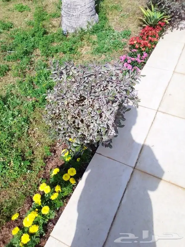 تنسيق حدائق 0