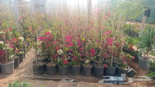 ابو رغد لتنسيق الحدائق وتوريد جميع انواع الاشجار 11