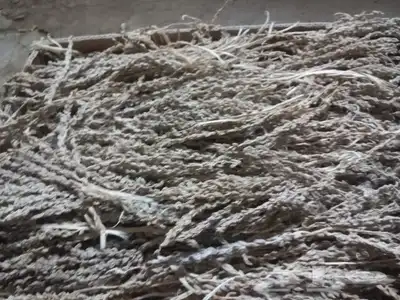 لقاح نخل وبار النخل ع الشرط 0
