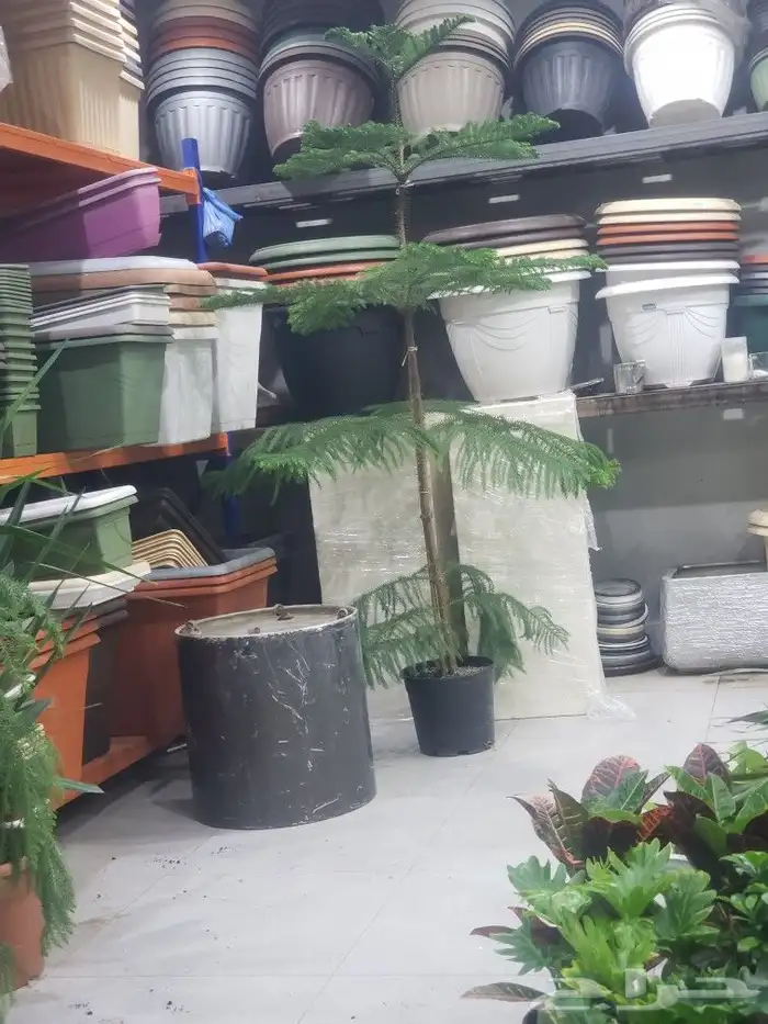 مراكن واحواض زراعيه مستطيل وديراي 1