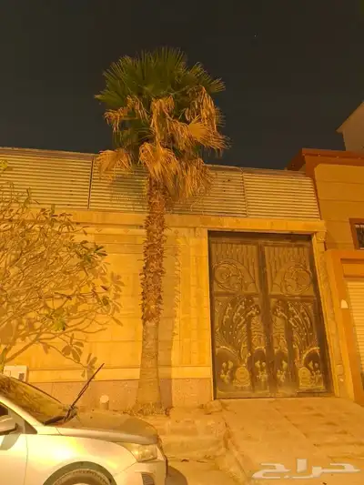 نخيل واشنطنيا 6 متر 0