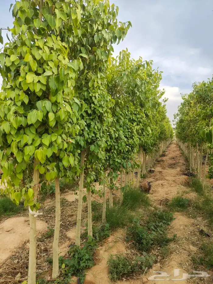 ابو رغد لتنسيق الحدائق وتوريد جميع انواع الاشجار 18