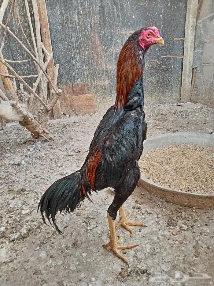 ديك شامو ياباني 1