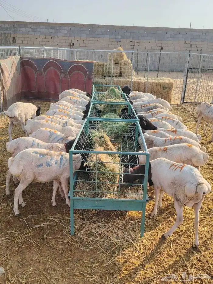 برابر.. تيوس.. حاشي صومالي أوزان كبيره للتفريد والجمله 8