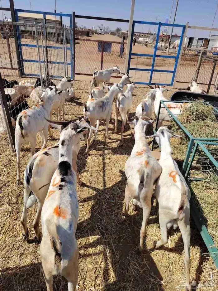 برابر.. تيوس..للتفريد والجمله أوزان تبارك الله 5