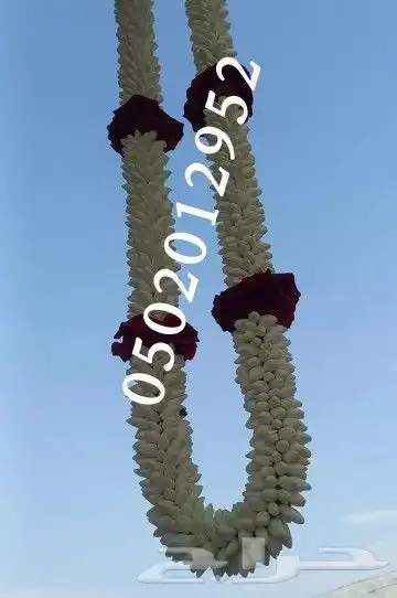 فل صبيا  جيزانيات_جيزانيه_جازان_ابوعريش__صامطة_صامطه_الطوال 6