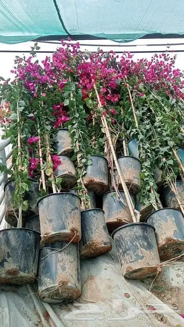 ابو رغد لتنسيق الحدائق وتوريد جميع انواع الاشجار 22