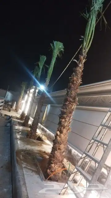 نخل واشنطونيا 1