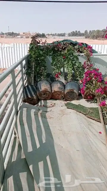 ابو رغد لتنسيق الحدائق وتوريد جميع انواع الاشجار 21